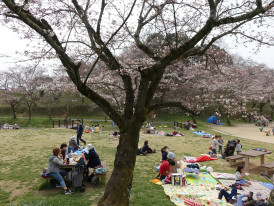  Traditional Japanese family doing hanami picnic under blooming cherry trees Photo by Arthur Tseng on Unsplash
