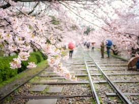 Mid-April sakura viewing at Kema Sakuranomiya Park with moderate crowds