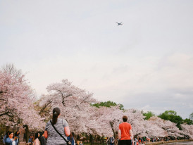 Guests taking a leisurely stroll through Osaka Castle Park, with the host pointing out seasonal flowers while maintaining an unhurried pace. Image by Sean Lee on Unsplash.