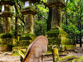 Gentle deer grazing peacefully in Nara Park with visitors observing respectfully in the background, showcasing the harmonious coexistence.  Image by AXP Photography on Unsplash.