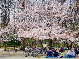 Families and friends having hanami picnics under full cherry blossom trees in a popular Osaka park, with petals gently falling. Image by 东寅 余 on Unsplash.