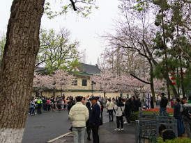 Crowds viewing cherry blossoms in Osaka Castle Park Photo by Bo Peng on Unsplash