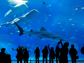 Large whale shark swimming in the main tank at Kaiyukan Aquarium.