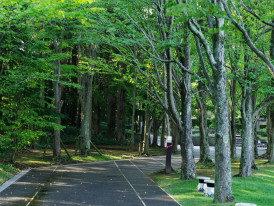 Peaceful path shaded by trees in Tennoji Park, ideal for strolling or relaxing in nature. Image by Naoki Suzuki on Unsplash.