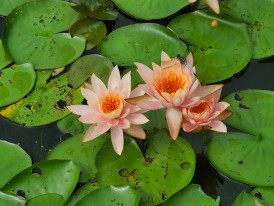 Lotus flowers blooming in summer pond Photo by Susan Schwendener on Unsplash