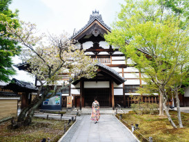 Serene early morning cherry blossom viewing at Kyoto temple without crowds Photo by W W on pexels