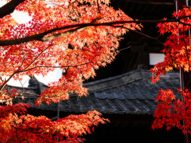 Golden hour lighting on autumn foliage at Kyoto temple with perfect timing. Photo by David Emrich on Unsplash