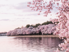 Cherry blossom view Okawa River