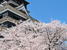 Cherry blossoms in full bloom around Osaka Castle photo by  Kohji Asakawa Pixabay