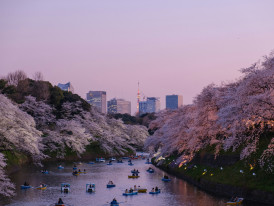 Visiting Osaka Castle moat during sakura season (cherryblossom season) photo by Yu Kato Unsplash