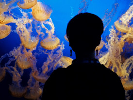 Children watching jellyfish tank photo  Zachary Spears on unsplash
