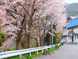 A local in traditional dress admires full-bloom cherry trees along a peaceful garden path in Kyoto.