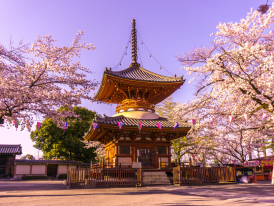 Cherry blossoms begin to bloom as soft dawn light touches temple grounds in Kyoto.