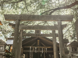 Cherry blossoms and morning mist frame a traditional temple gate near Kyoto Station.