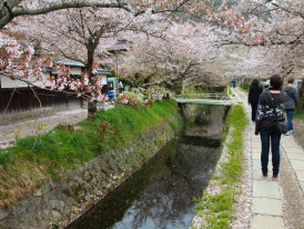 Cherry blossom petals float on canal water with dappled sunlight along Kyoto’s Philosopher's Path in spring.