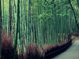 Cherry blossoms and bamboo create a natural tunnel effect in Kyoto’s Arashiyama district during spring.