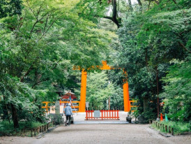 Ancient trees and cherry blossoms at Shimogamo Shrine cast shifting light patterns across the forest floor in spring.