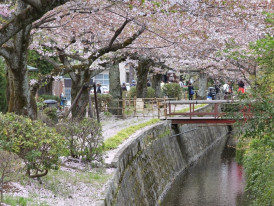 Cherry blossom petals lie across traditional stone garden paths with soft shadows in a quiet Kyoto temple setting.