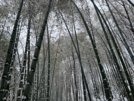 Winter sunlight streaming through tall bamboo stalks with frost patterns on the forest floor Photo by qi sihang on Unsplash