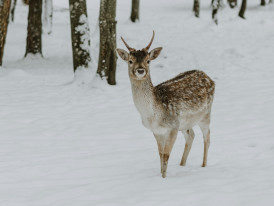 Deer walking through snow-covered Nara park with traditional temple buildings in the background Photo by Anita Austvika on Unsplash
