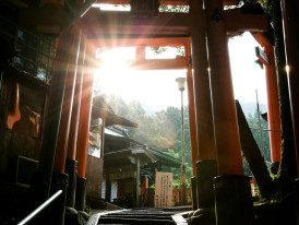 The famous vermillion torii gates of Fushimi Inari shrine ascending the mountain in morning light Photo by Chantal Lim on Unsplash