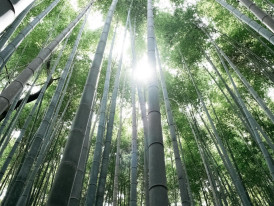 The famous Bamboo Grove in Arashiyama with towering bamboo creating natural cathedral lighting Photo by Jonas Jacobsson on Unsplash