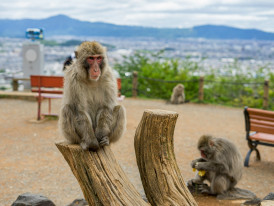 Japanese macaques relaxing with panoramic views of Kyoto city spread below Photo by Atanas Malamov on Unsplash
