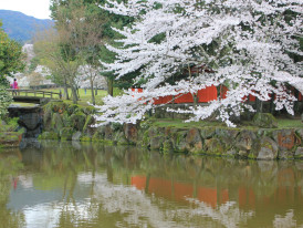 Cherry trees reflecting in the calm waters of Lake Biwa Canal. Image by jarunee sooksom from Unsplash