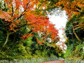 Autumn maple leaves hanging over the stone-lined canal path. Image by AXP Photography ffrom Unsplash