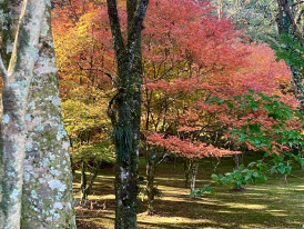 Ancient maple tree with brilliant red autumn colors over emerald moss. Image by Bia Monteiro from Unsplash