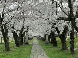 Stone path lined with cherry trees in a quiet residential area. Image by Akaneya Ruruca from Unsplash