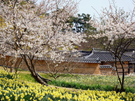Wild azalea flowers blooming along a mountain temple path. Image by Jaesung An from Pixabay