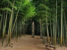 Small mountain shrine surrounded by towering bamboo stalks. Image by Kap from Unsplash