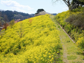 Mountain path lined with wild spring flowers. Image by Mak from Unsplash