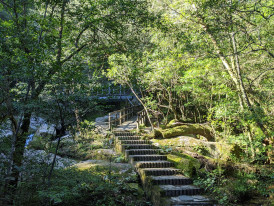Natural forest area within Kyoto city limits with hiking paths and wildlife. Image by Ryuta F. from Unsplash