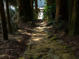 Forest path leading to mountain temple with dappled sunlight through trees Photo by Kouji Tsuru on Unsplash