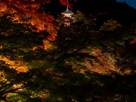 Temple illuminated at night during autumn with colorful maple leaves glowing Photo by YANGHONG YU on Unsplash