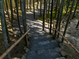 Towering bamboo creating filtered sunlight patterns on forest path Photo by David Emrich on Unsplash