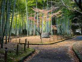 Bamboo path connecting to traditional temple buildings in distance Photo by Kouji Tsuru on Unsplash