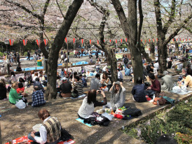Families and friends gathering under cherry trees for traditional hanami picnics