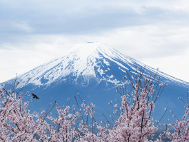 Peak cherry blossoms with Mount Fuji visible in distant background Photo by Christopher Phua on Unsplash