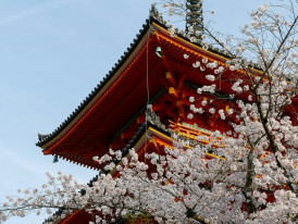 Temple pagoda framed by blooming cherry branches with soft morning light Photo by Josiah Ferraro on Unsplash