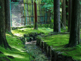 Moss-covered garden with dappled sunlight filtering through ancient trees Photo by Jonathan Phelps on Unsplash