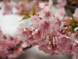 Close-up of cherry blossoms. Image by ftanuki from Pixabay