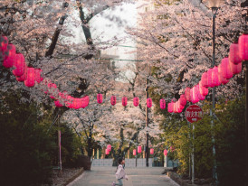 Lanterns along the cherry blossoms. Image by Ryan Millier from Pexels