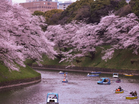 Rowboats on the river Photo by KESHAB BASNET: Pexels