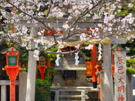 Shrine Among Cherry Blossoms: Photo by Frank Lee: Pexels