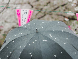 Cherry blossoms falling onto an Umbrella: Photo by Ryoji Iwata on Unsplash