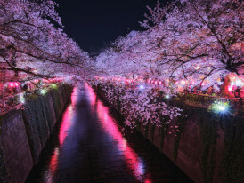 Cherry blossoms at night time: Photo by Takashi Miyazaki on Unsplash