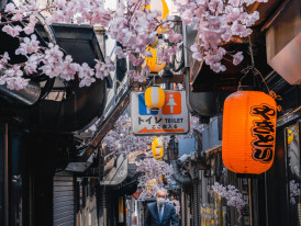 Quiet alley lined with Cherry Blossoms: Photo by Anh Nguyen: Pexels